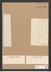 Nitzschia scaligera Grun. (de-Toni-Nr.: Genus 47, Species 2073) Zeichnungen Sammlung Grunow Nr. 4093 (NHMW-BOT-W0371944)